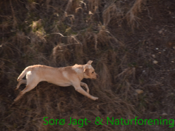 Hundetræning efterår 2016